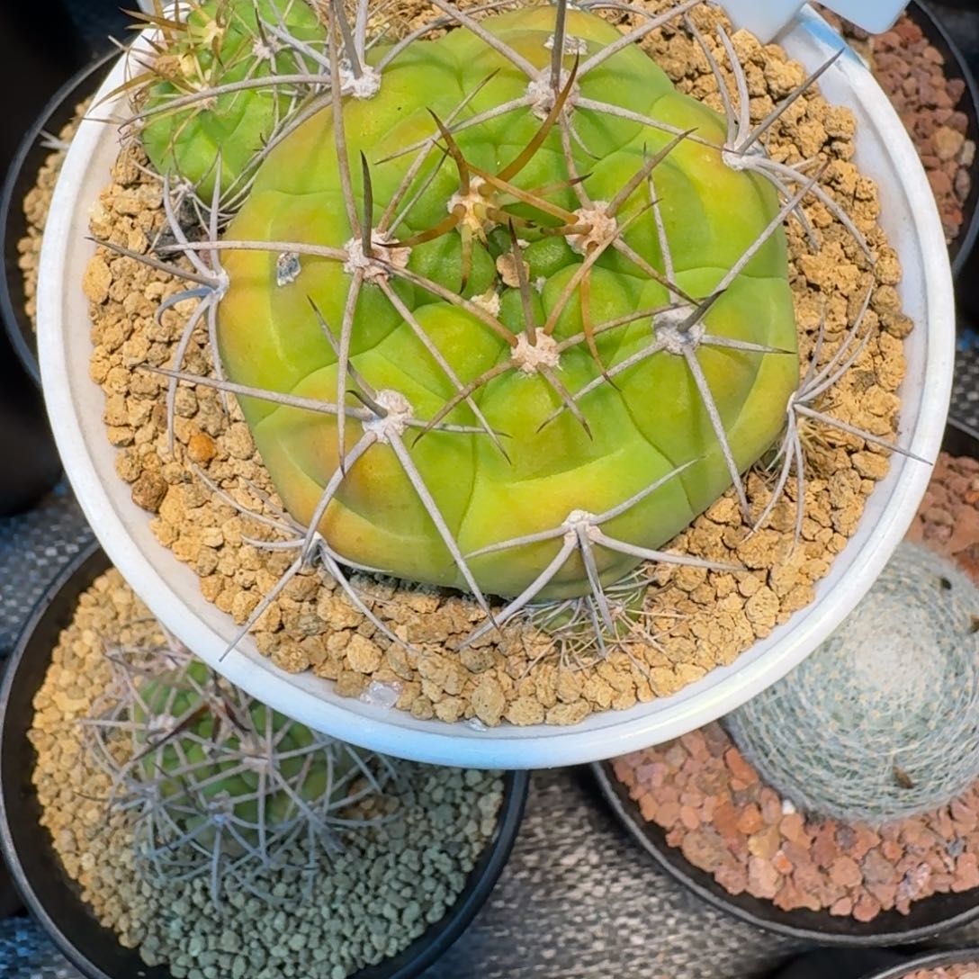 蔚***蓝仙人球一物一拍良宽