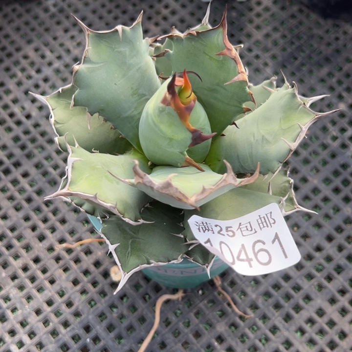 龙舌兰461，一物一拍