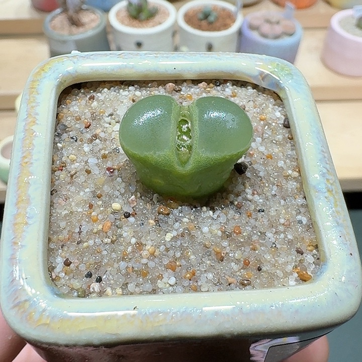 红陶蘑菇353风铃