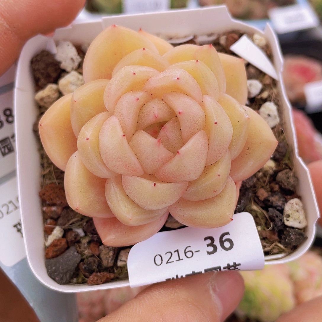 00000000000036量拍