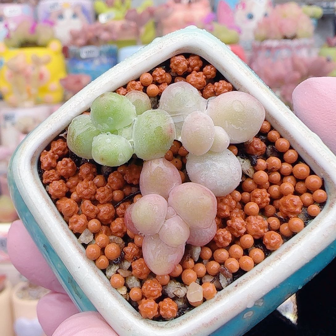 L三色奶组合 不含盆