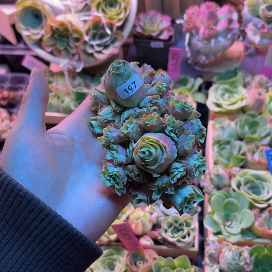 法***师山地玫瑰多肉植物花卉197璎珞两颗