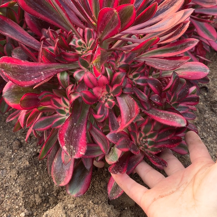 335多肉植物歪头