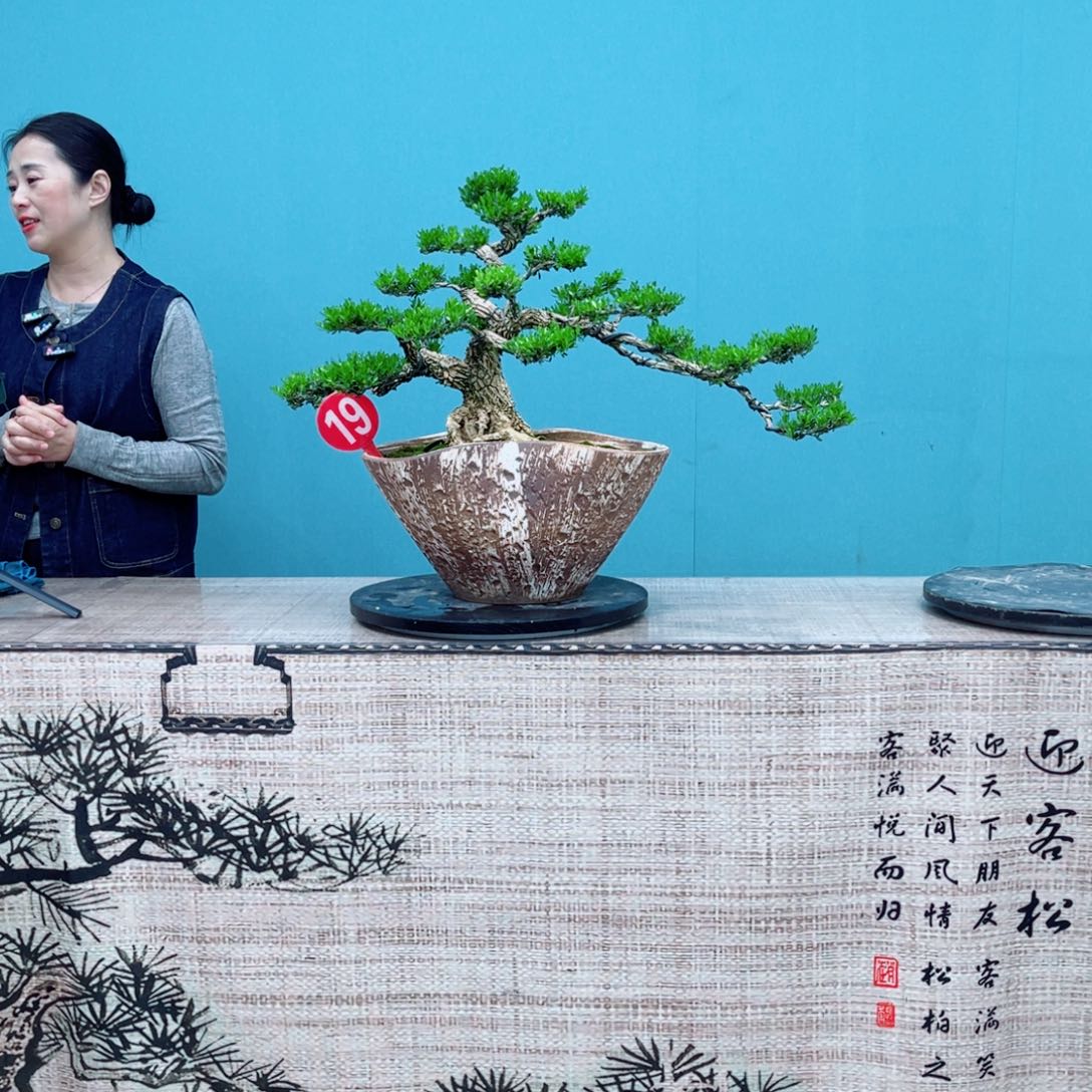 展***修以实际为准广东雀舌黄杨盆景