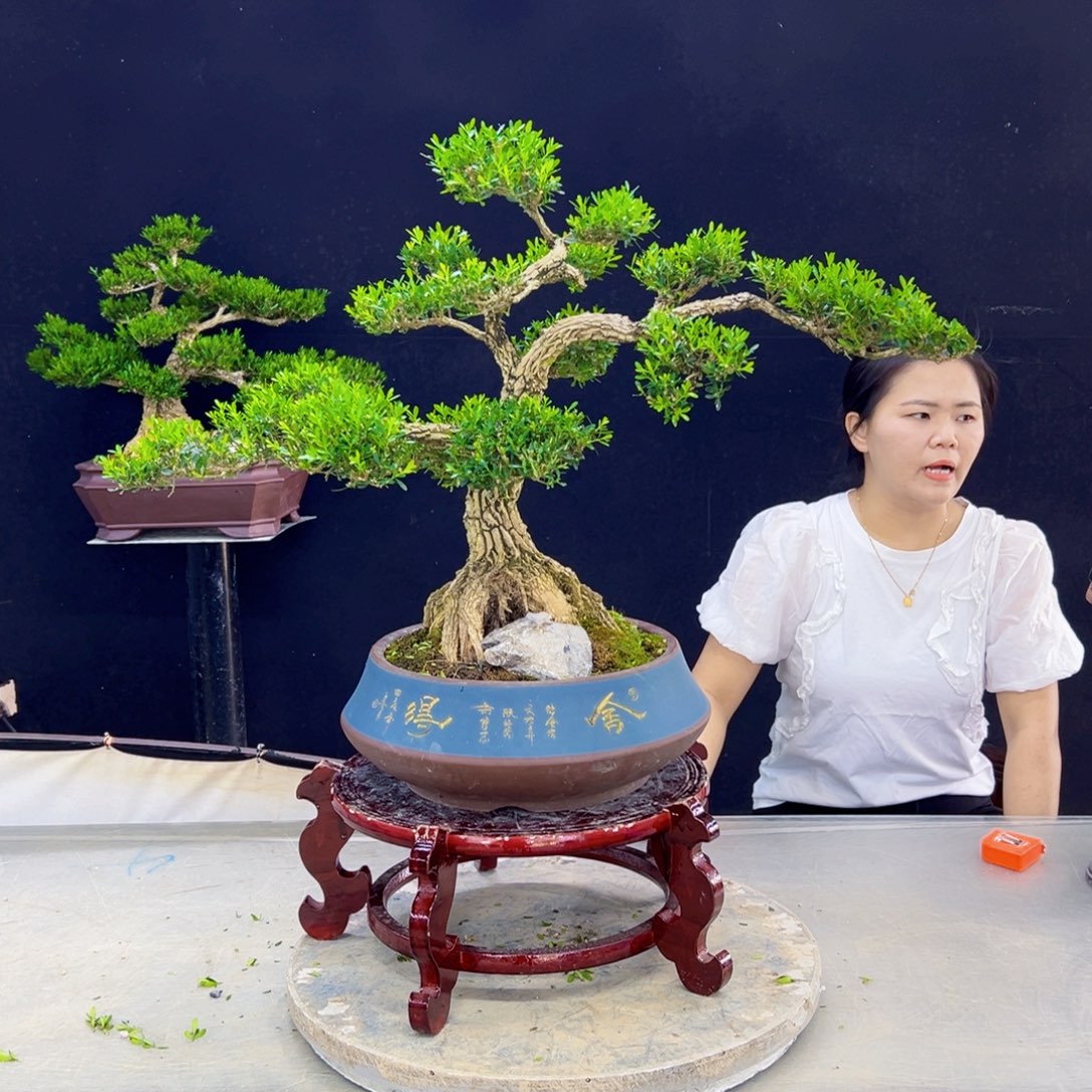 高端盆景艺术精品