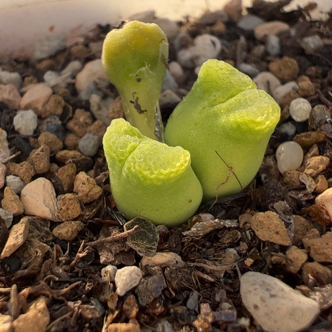 奶瓶风铃多肉植物百科