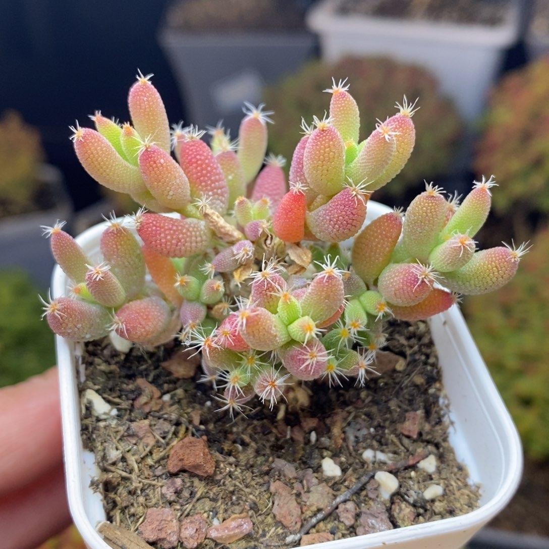 c34后实生玉米枝干多肉