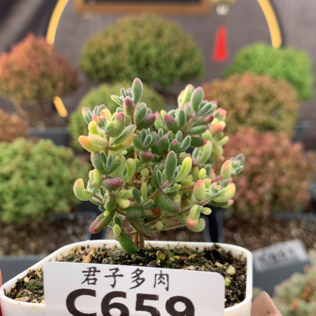 三**?c659红宝石锦枝干番杏