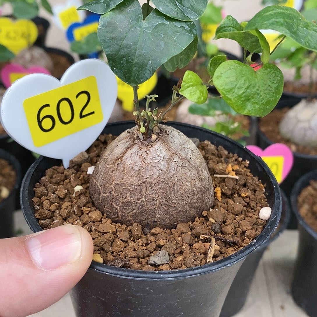 南非龟甲龙龟甲龙