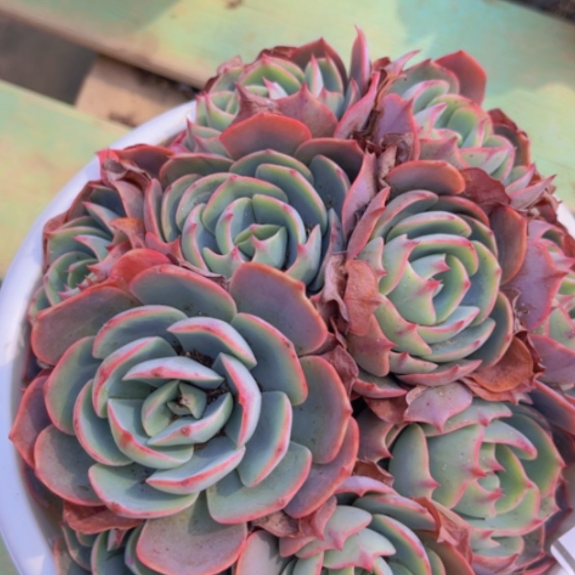 【闪购商品】阿美星12215