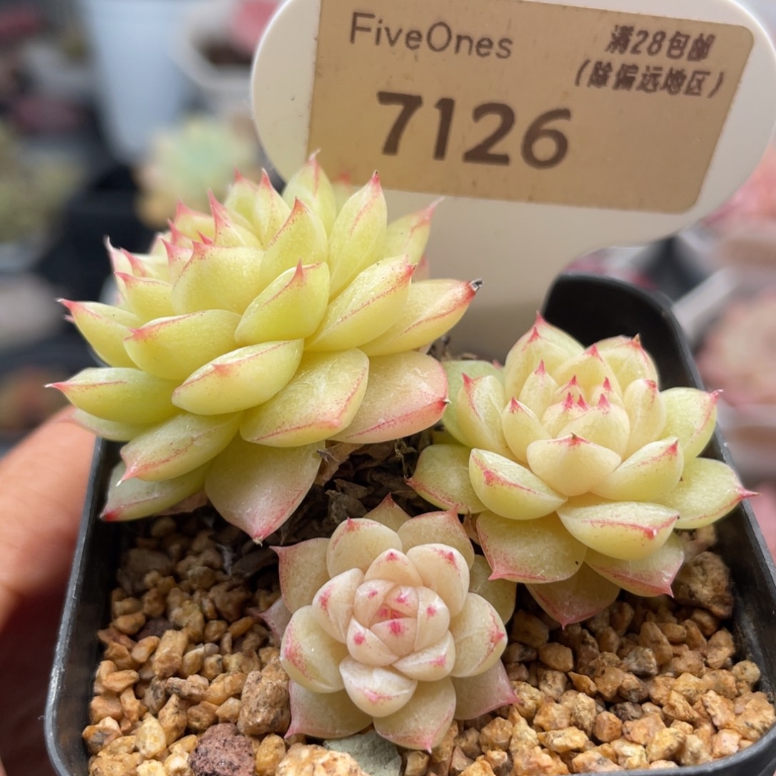 翡翠7126-5.5厘米
