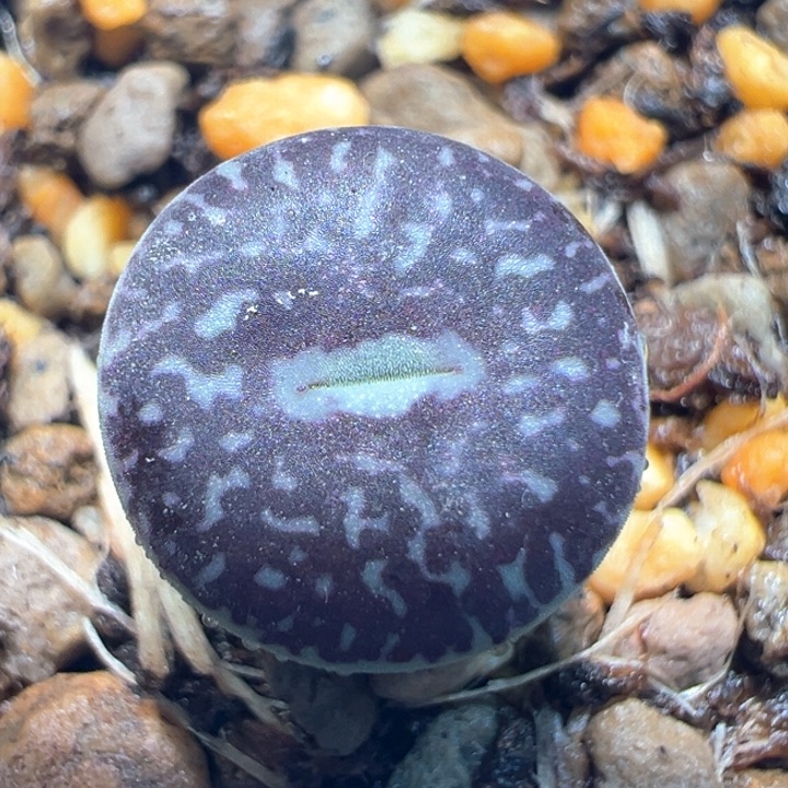 707。 青蛙种源优选超好看青花瓷墨。  