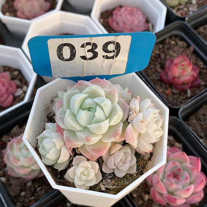 多****富月影sp6cm不包整群