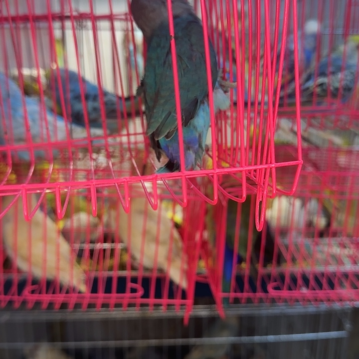 虎皮鹦鹉牧丹一物一拍