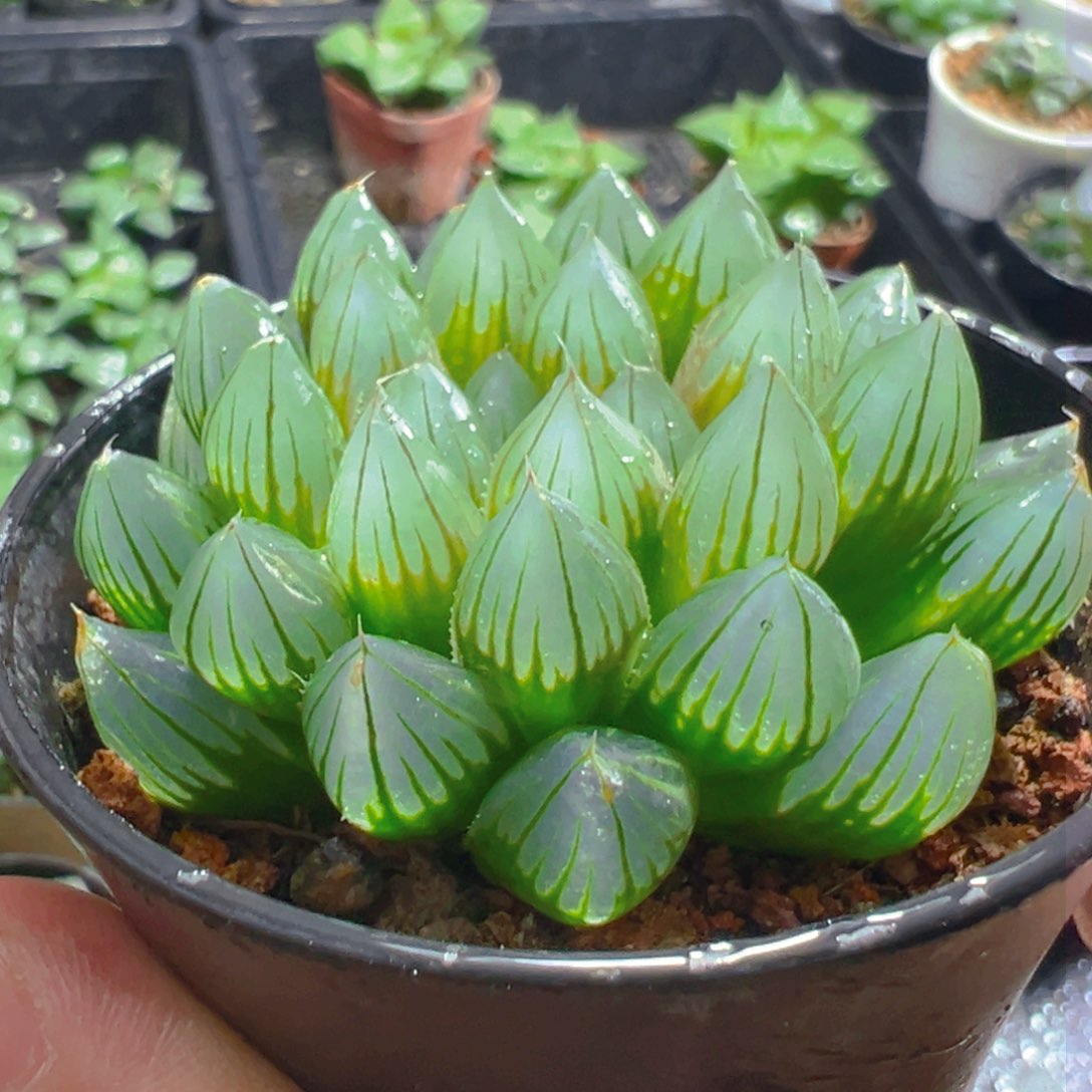 万象盆黑姬玉露多肉1