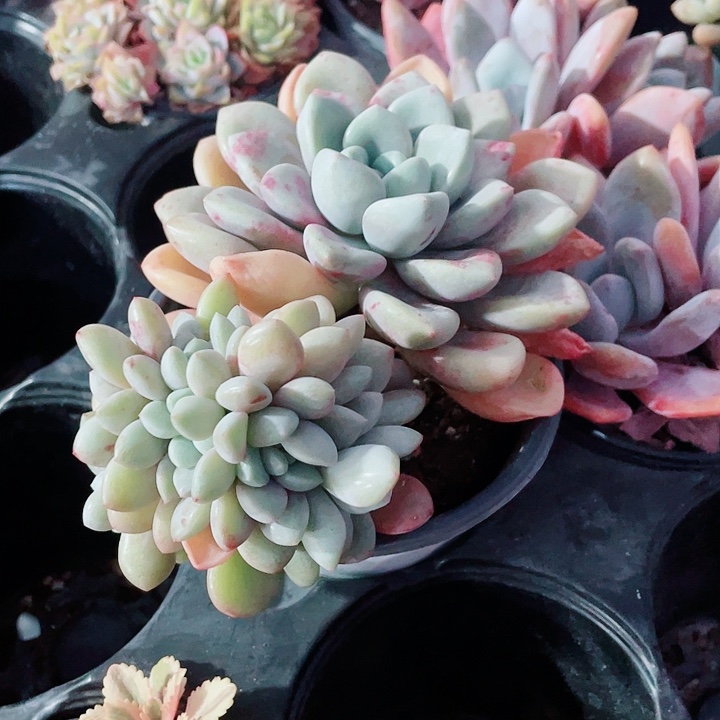 花瓣路缀化98一盆6888555