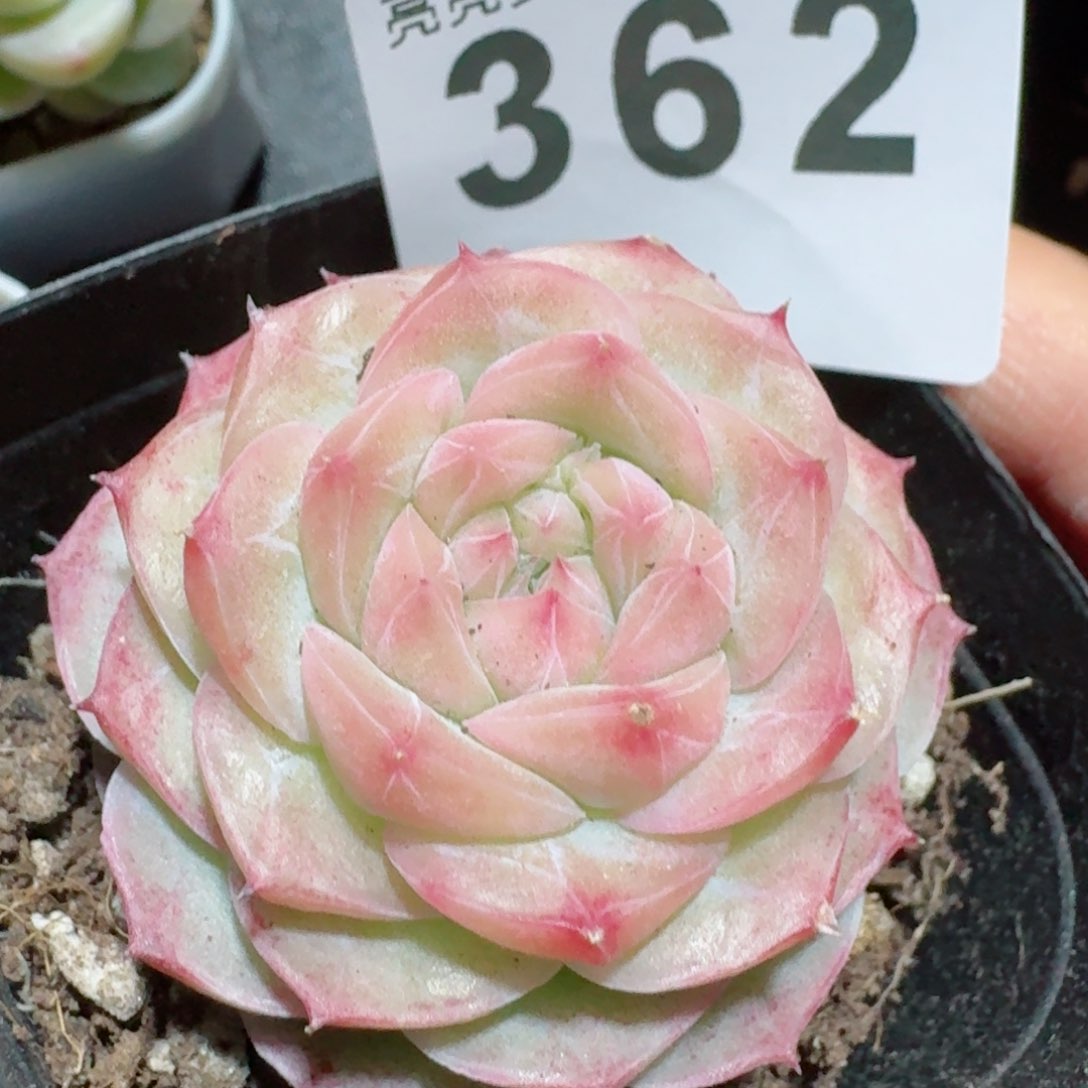 奶糖         精品多肉