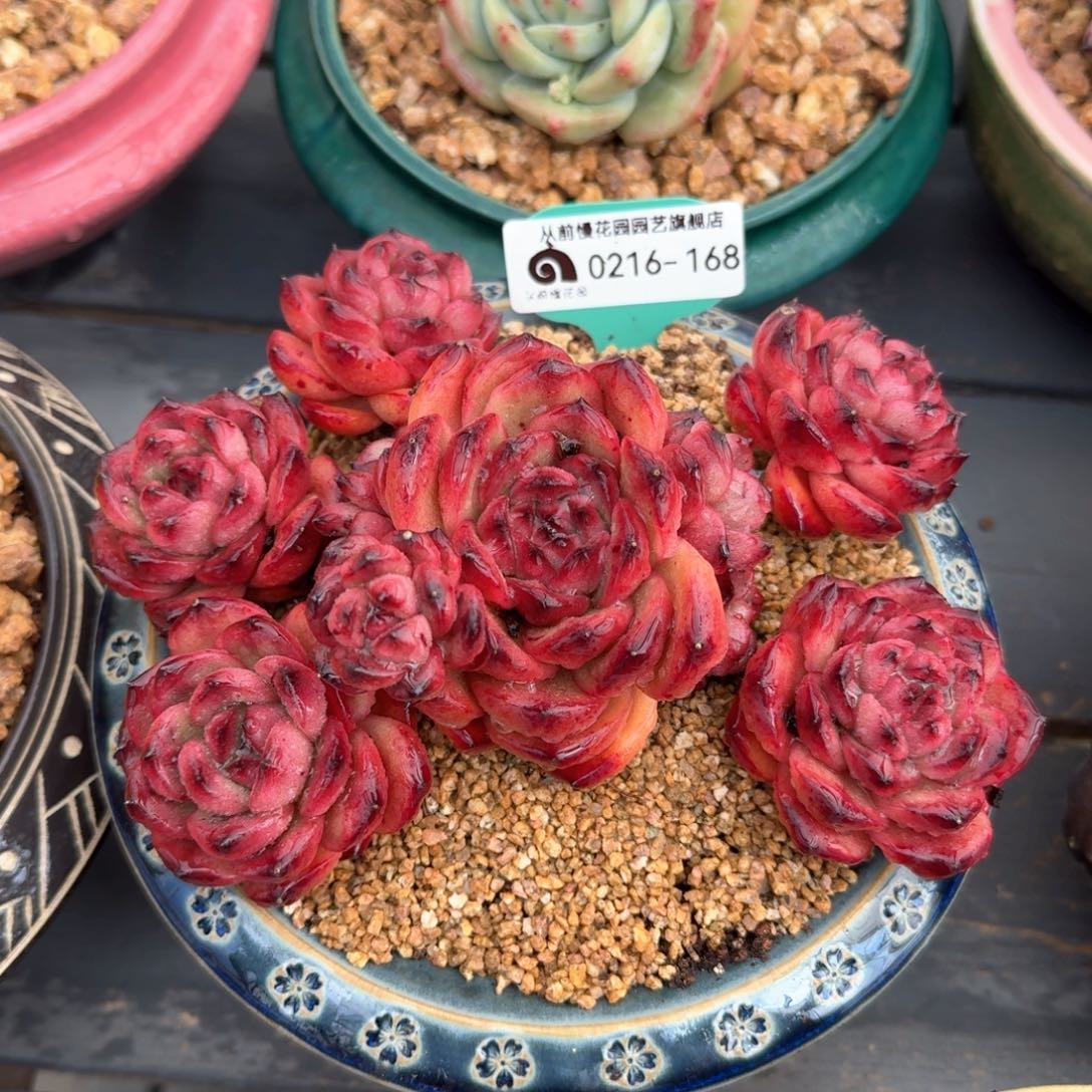 从前慢多肉精选编号0216.168