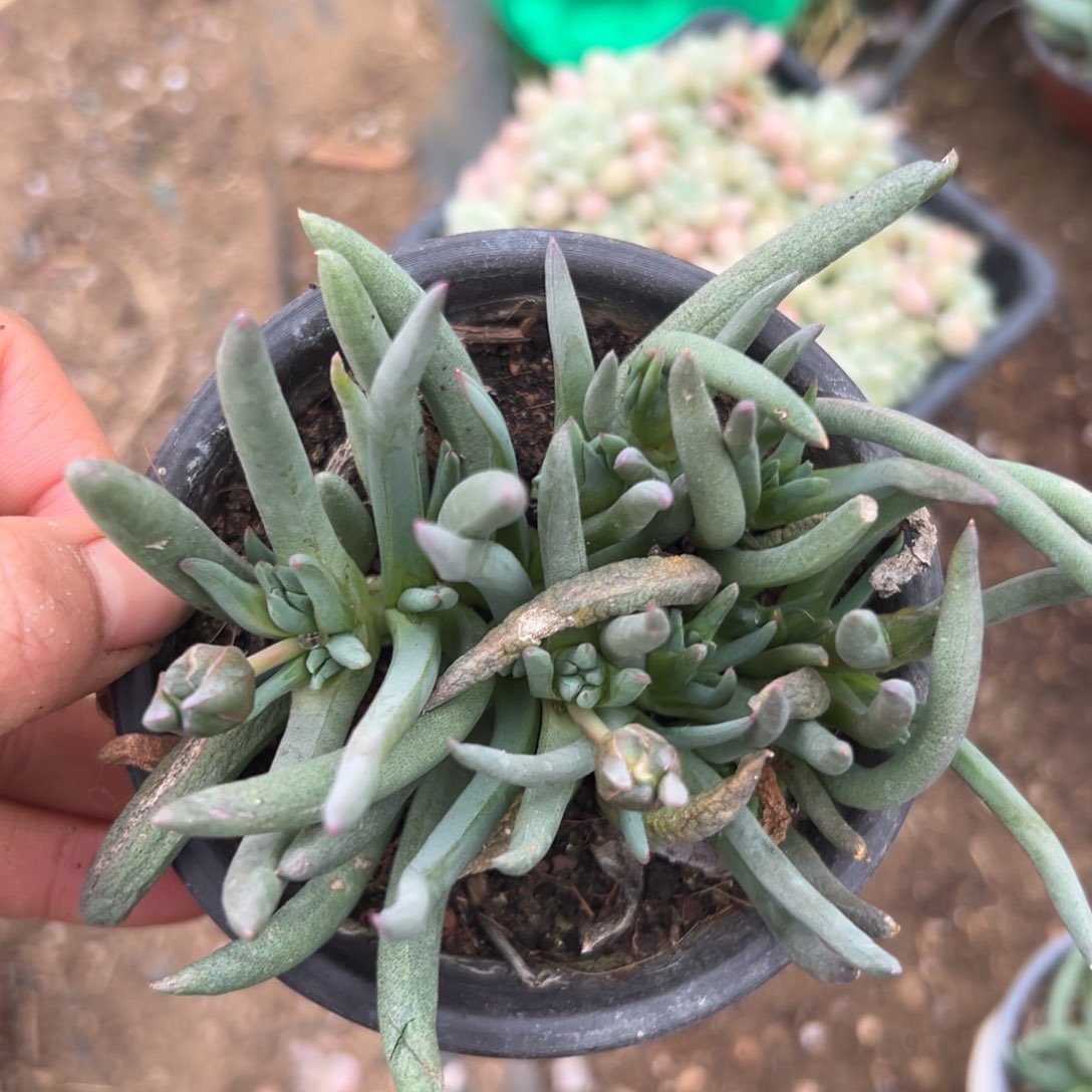 父母亩植物中央音乐学院