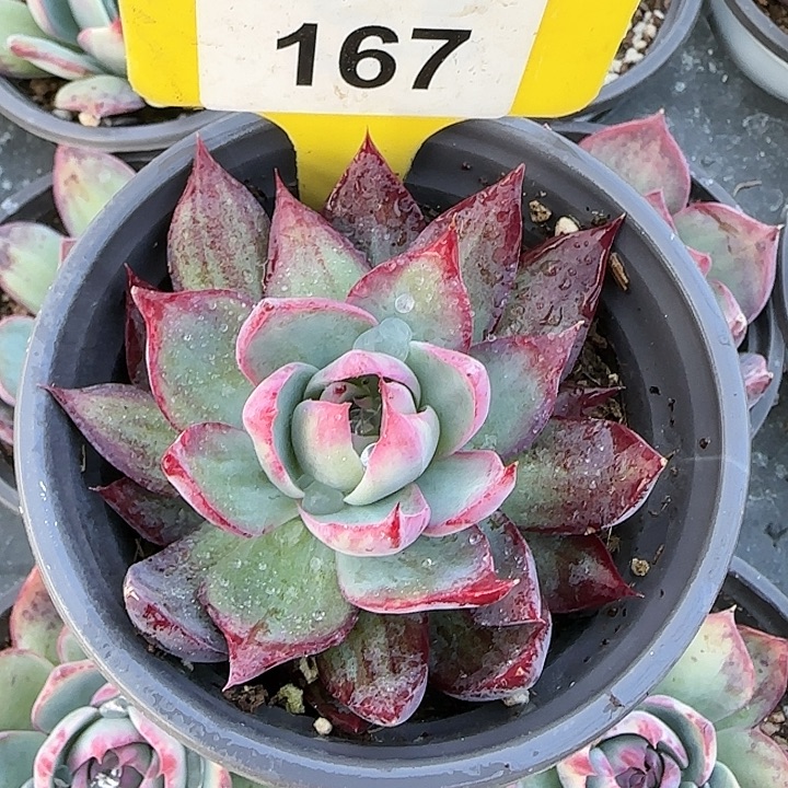 167 惊鸿仙子多肉植物6-9cm