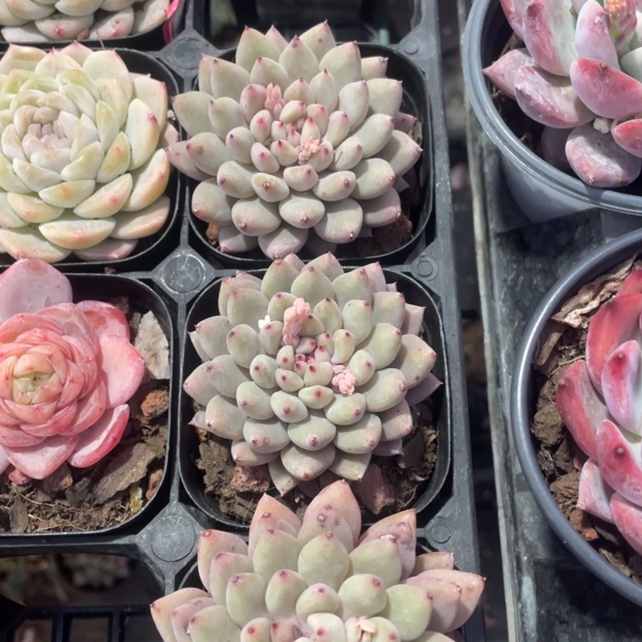 胖丁8元一盆888888