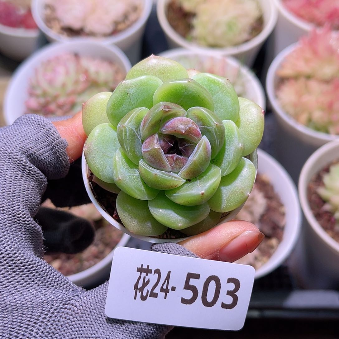 花24-503珍妮单头