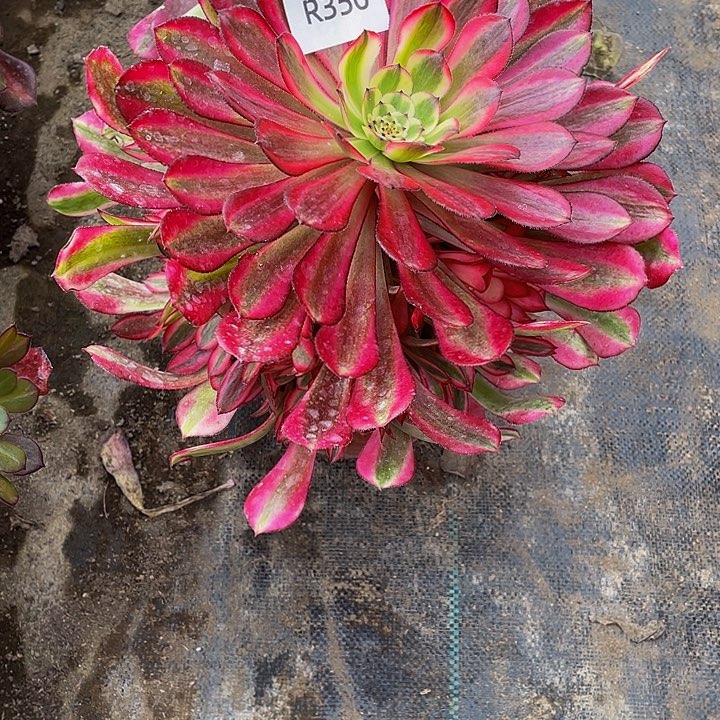 350多肉植物的生长