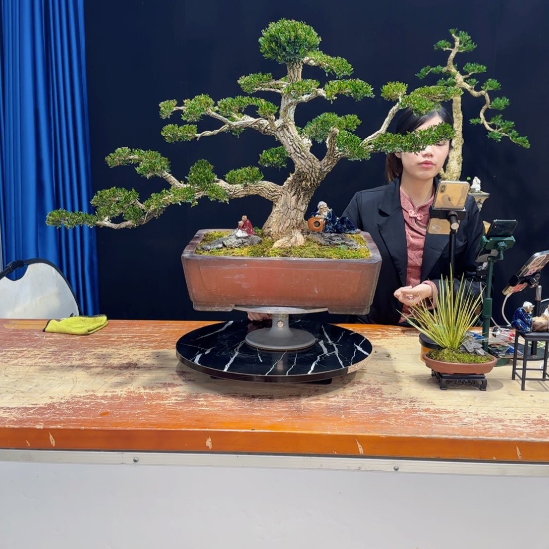 黄杨室内室外好养