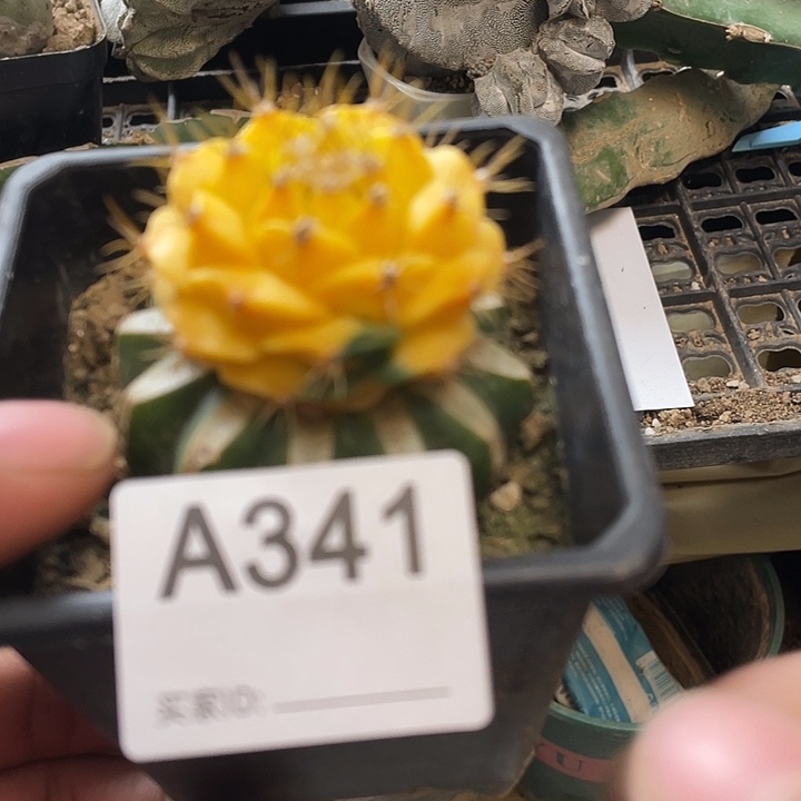 第一冠军341号星球