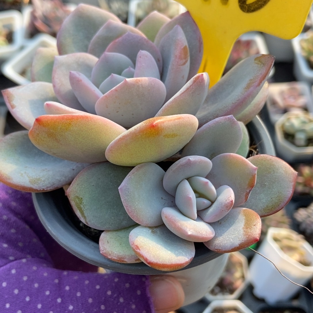 6110奶茶多肉植物多肉