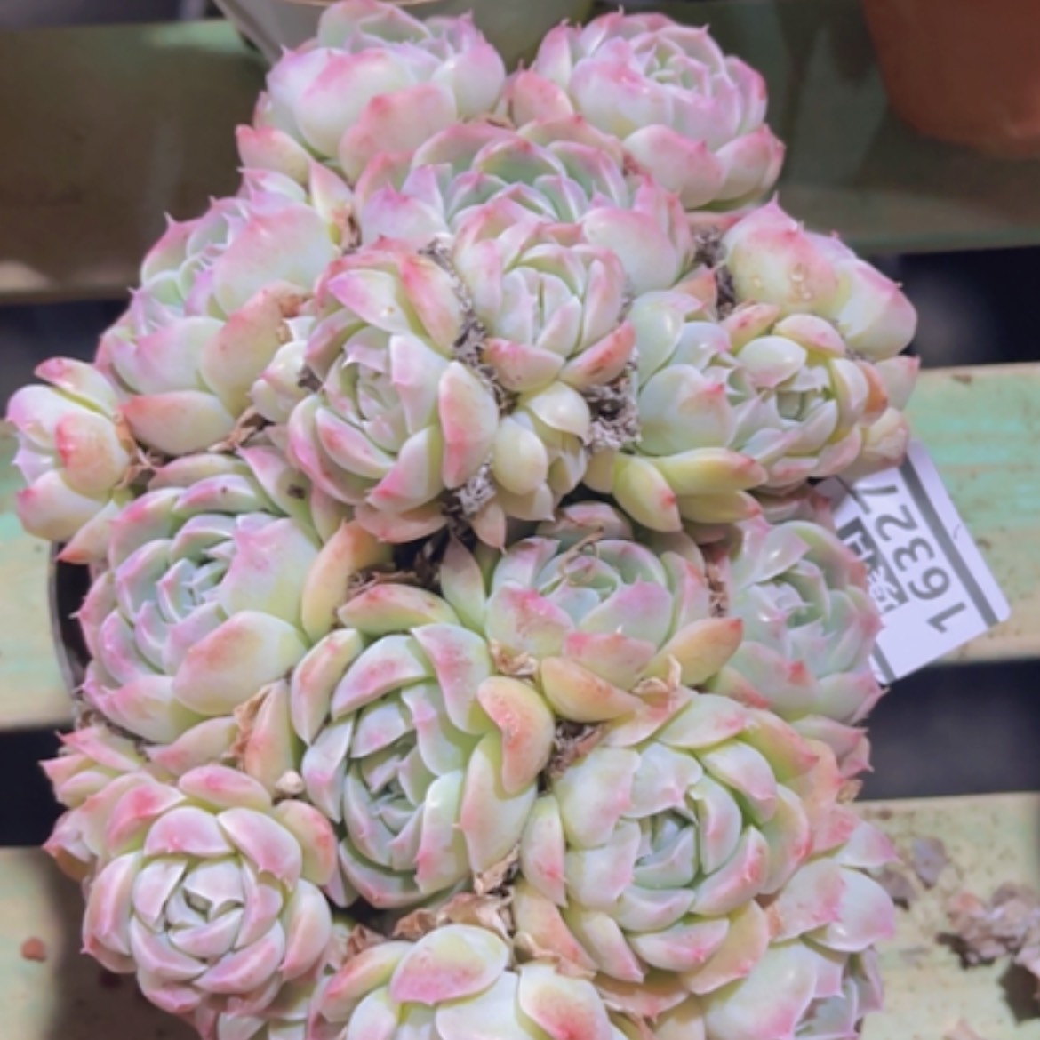 【闪购商品】杂16327