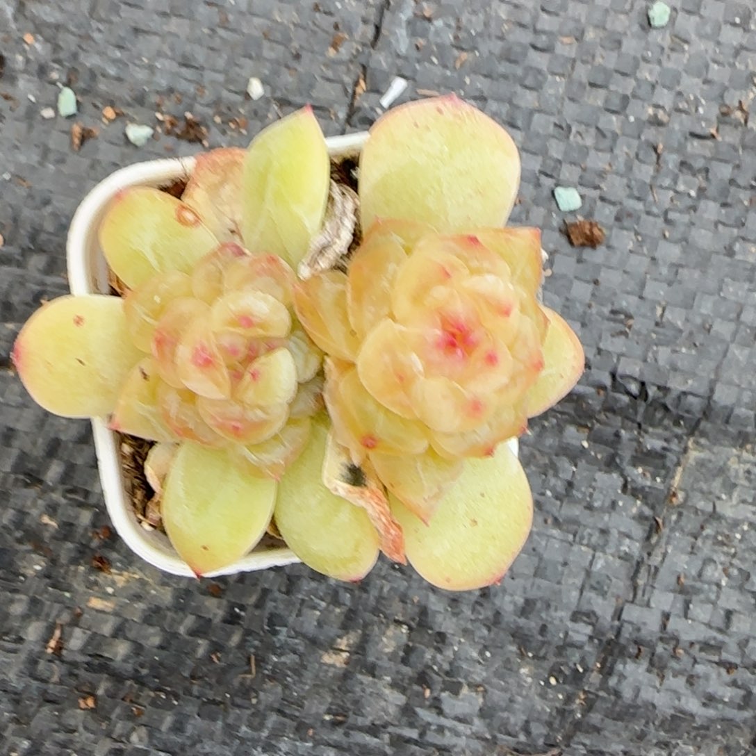 竹马 盆1个5床满25包邮