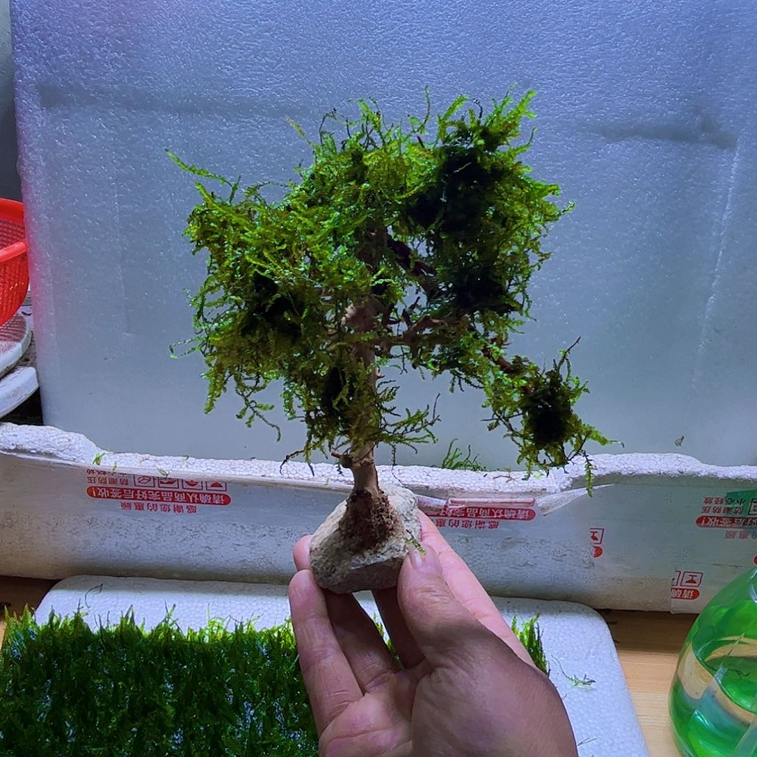 莫斯树带水草发货