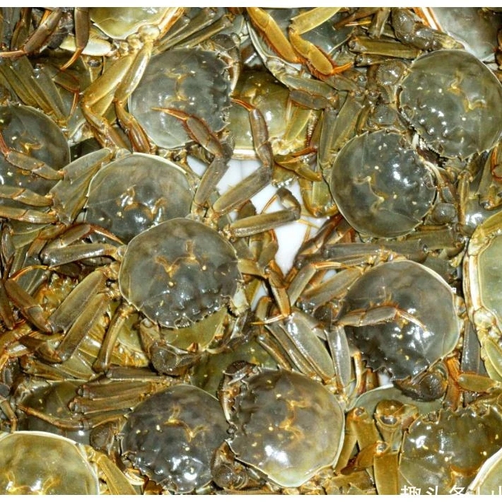 顺丰包邮大胖胖蟹个个有肉【买十只送十只】