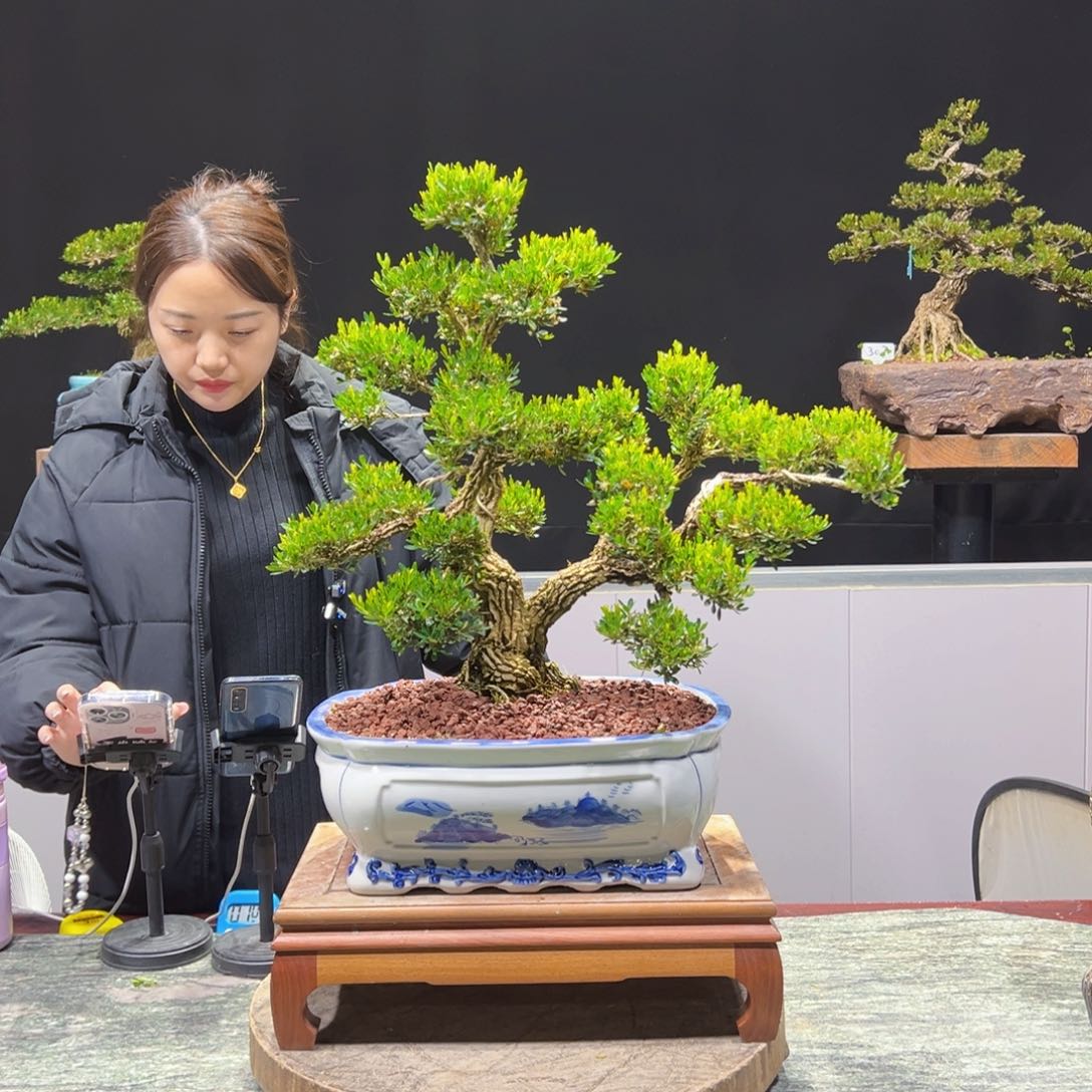 绿植黄杨盆景盆景
