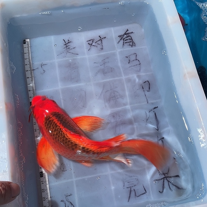 蝴蝶鲤鱼渔场直发30