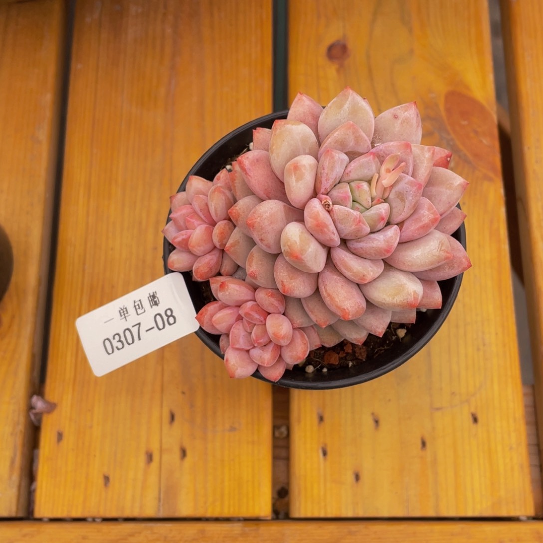 塔**尖0307-08-半夏。。。。。。