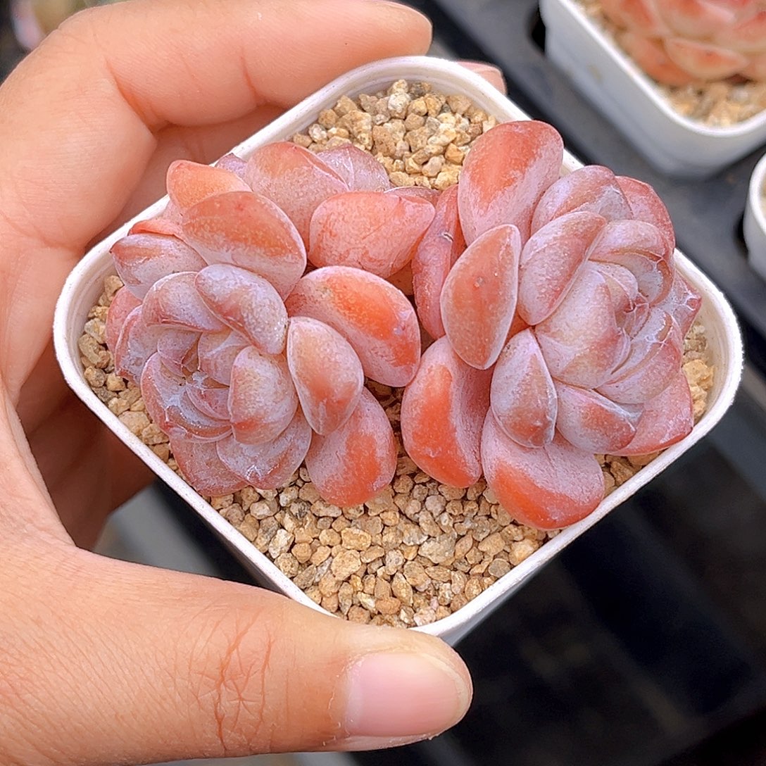 217  新品珍妮满18包邮