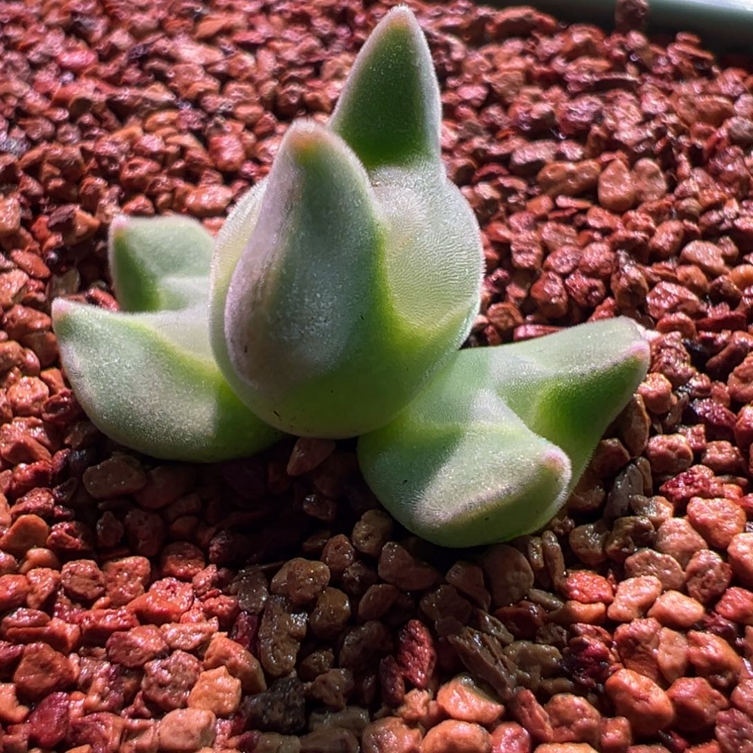 Ts大眼空蝉，肉锥植物