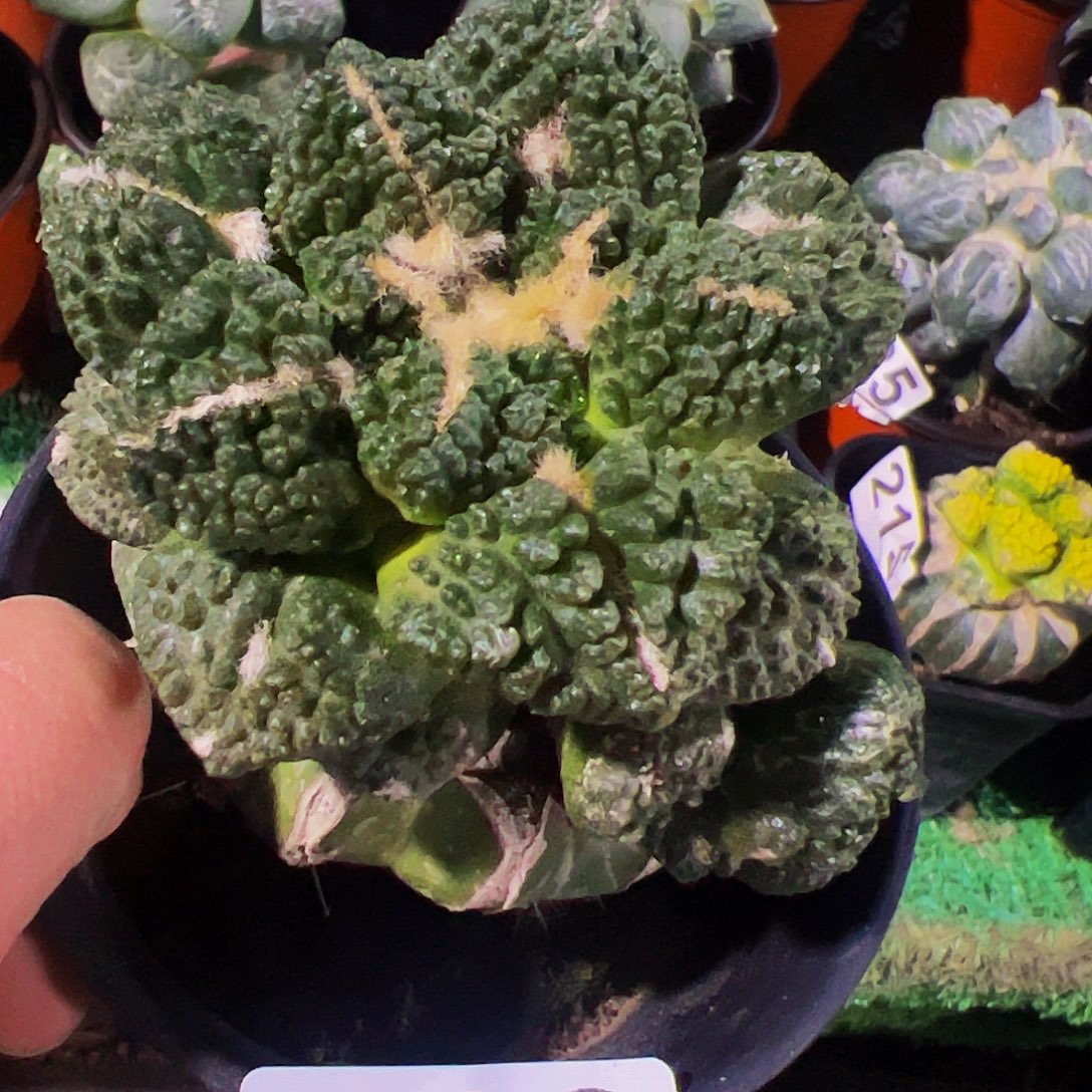 无花朵双头颗粒龟甲牡丹369