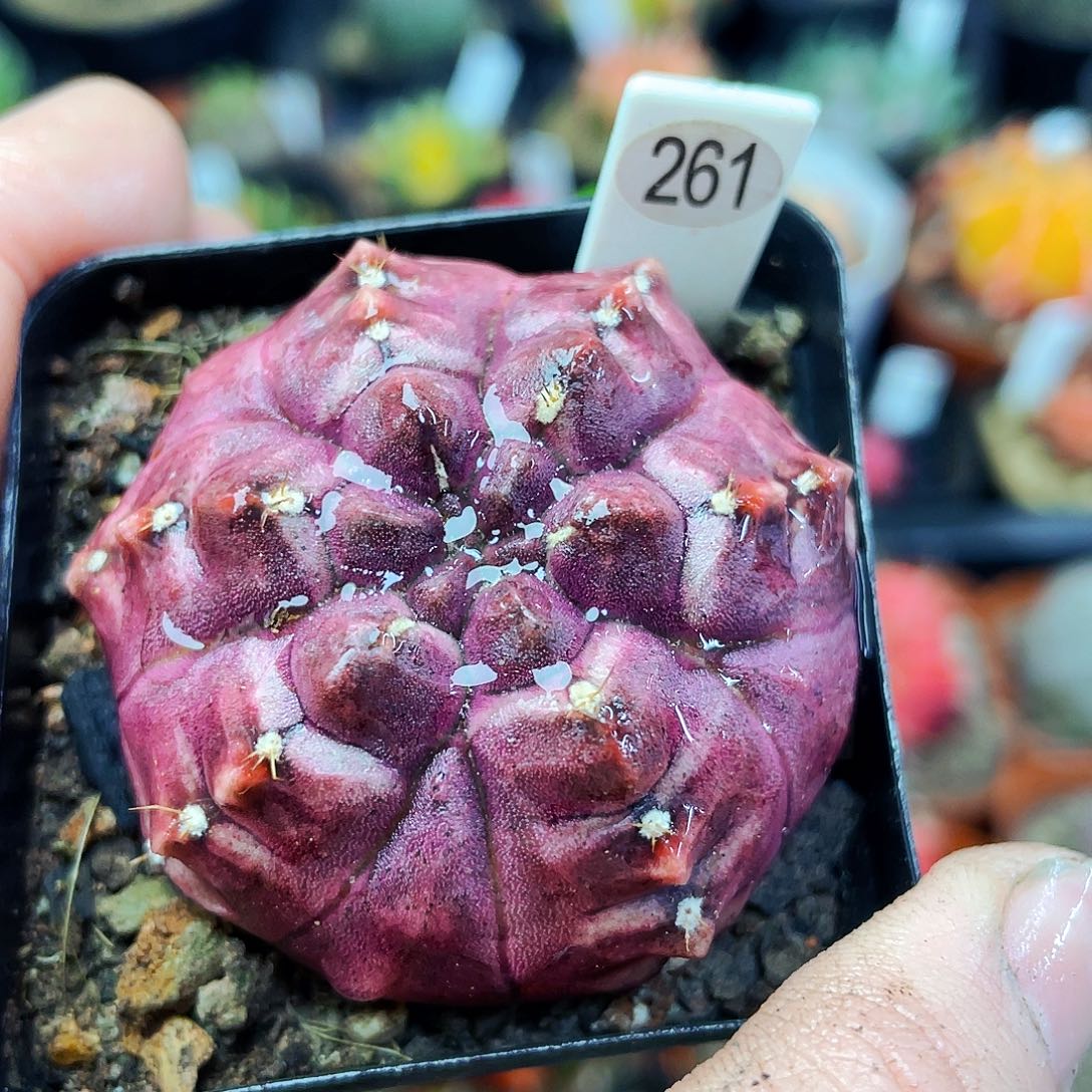 非偏远地区满25包邮仙人球