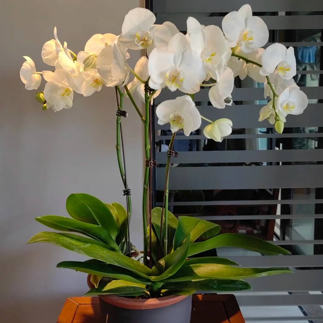 蝴蝶兰【世界小姐】蝴蝶兰盆栽云南基地直发中通