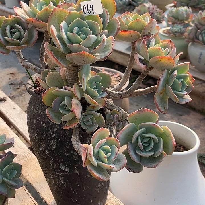 浅***末069血凤脱土发货不退不换