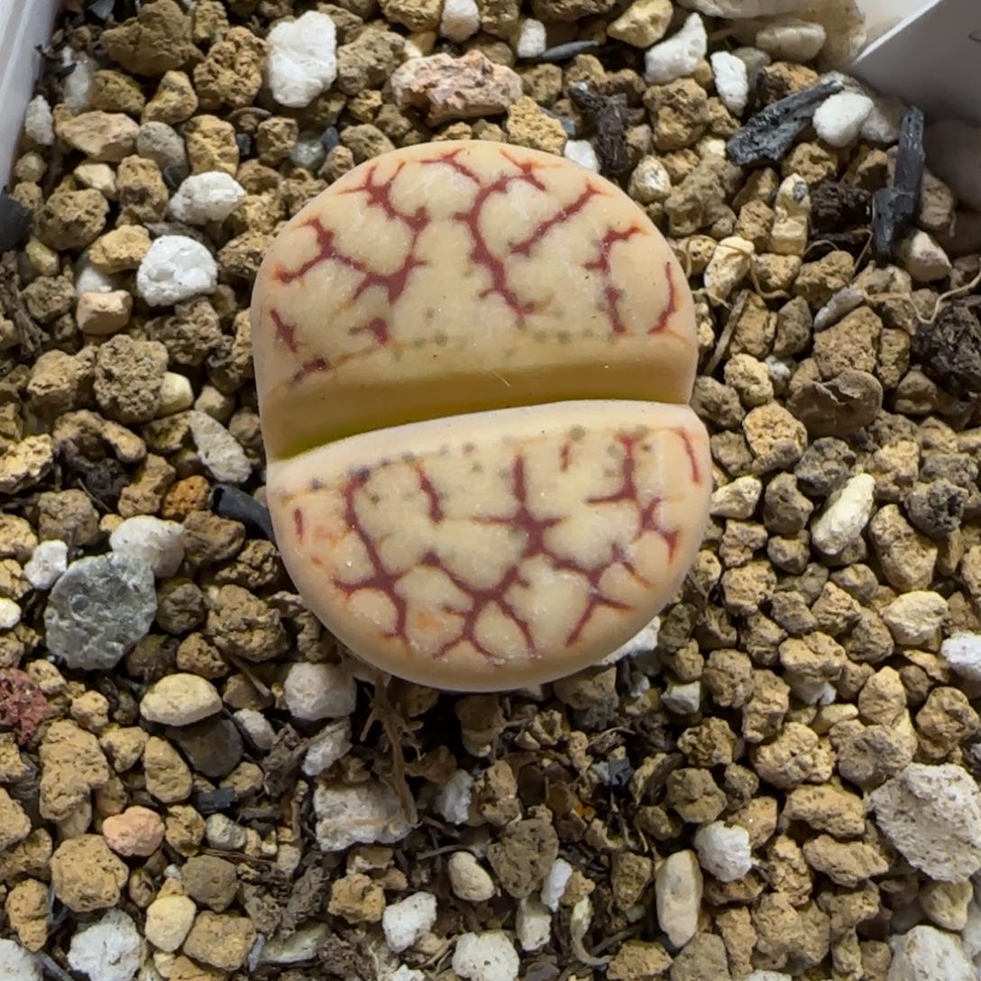 12.12。  383舞岚玉。  2016