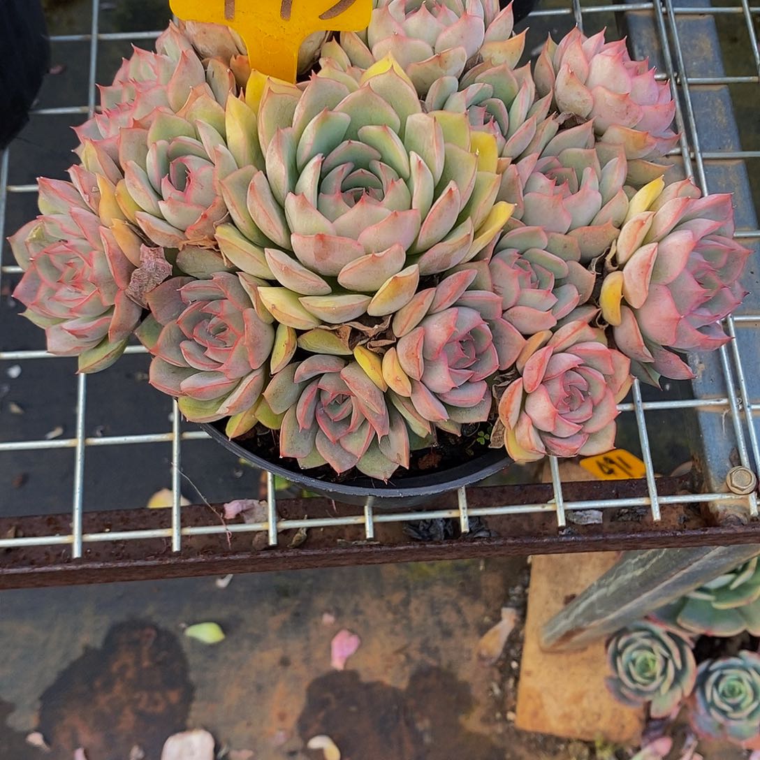 S***এ艾格丽亚443。             