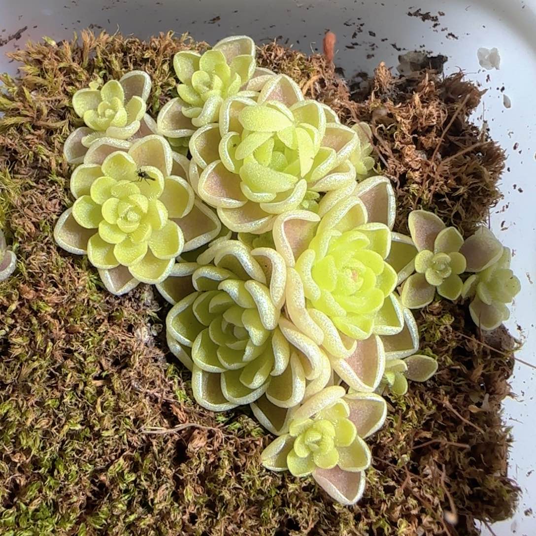 多肉1224-117捕虫堇