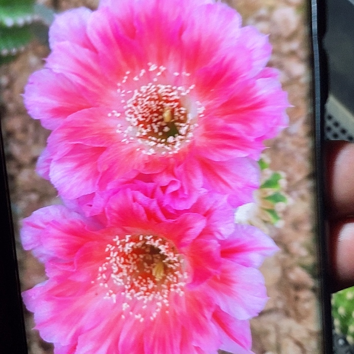 丽 绯云洛/侧芽歪20包邮/