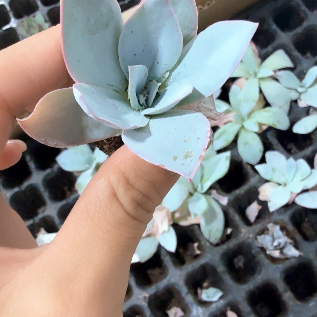 广寒宫穴苗3颗一组