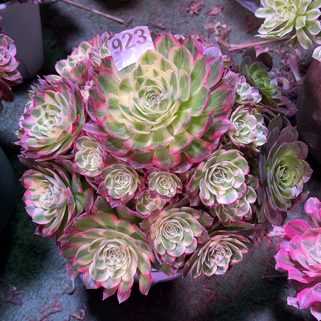923海王法师多肉植物
