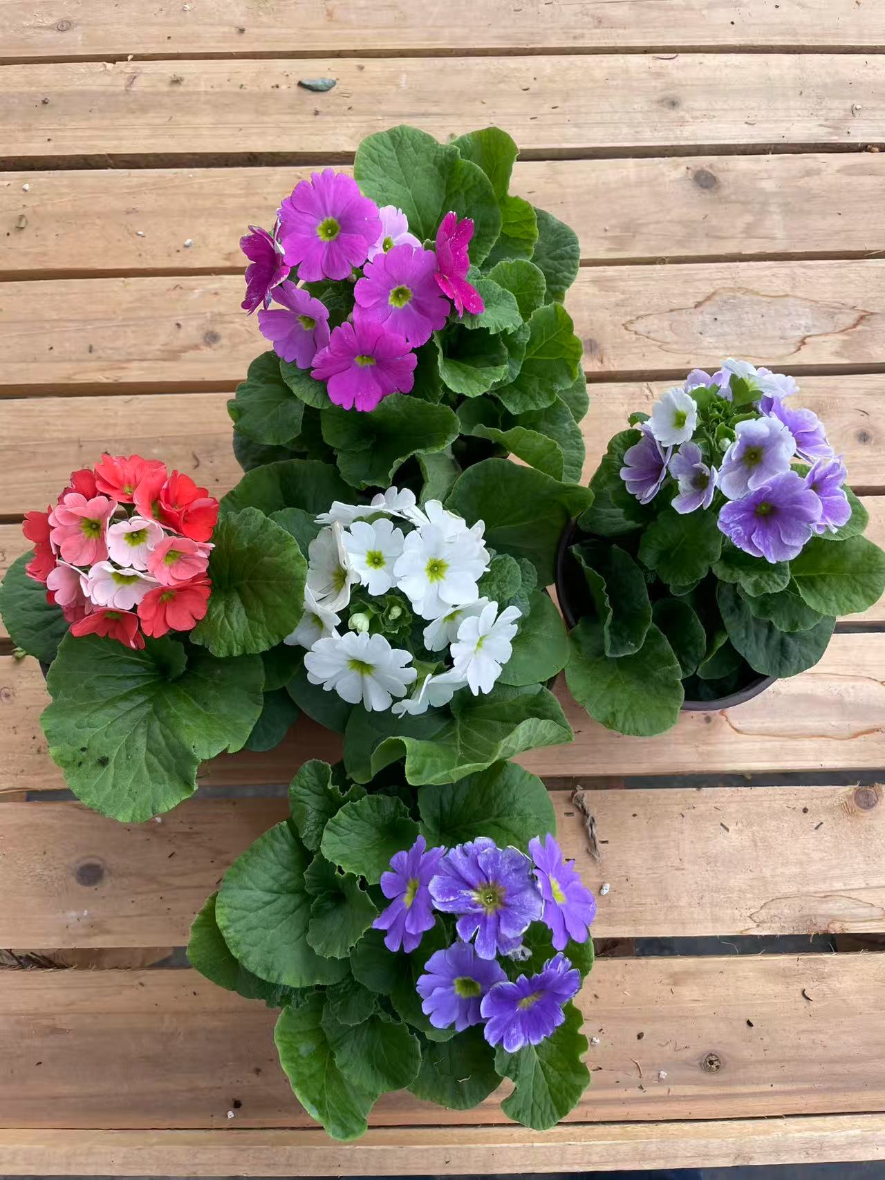 【四季樱花】5盆5色 带花带花苞 原土原盆